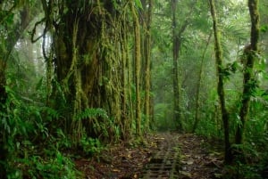 Monteverde: Monteverde Nebelwald Canopy Abenteuer