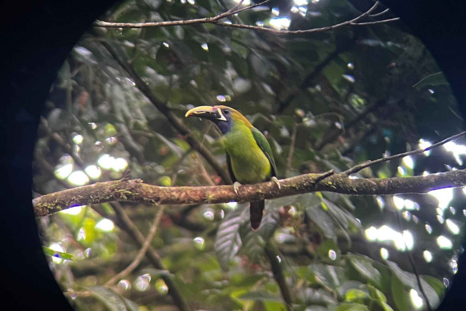 Monteverde: Natural History Walk