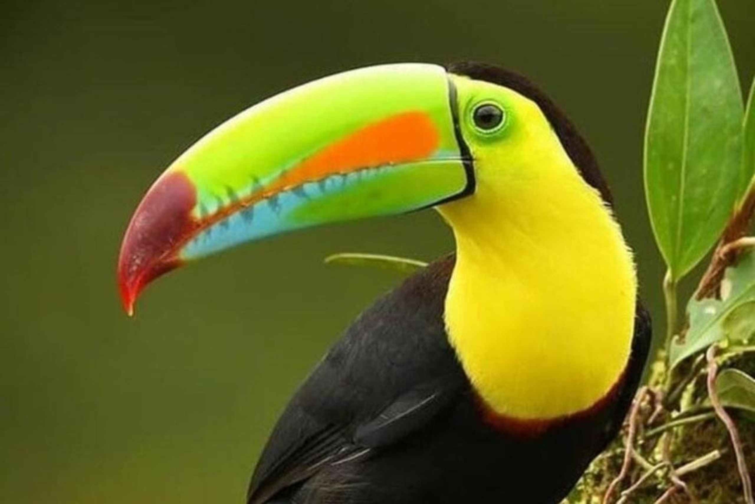 Monteverde: Natuurwandeling in Curicancha Reservaat