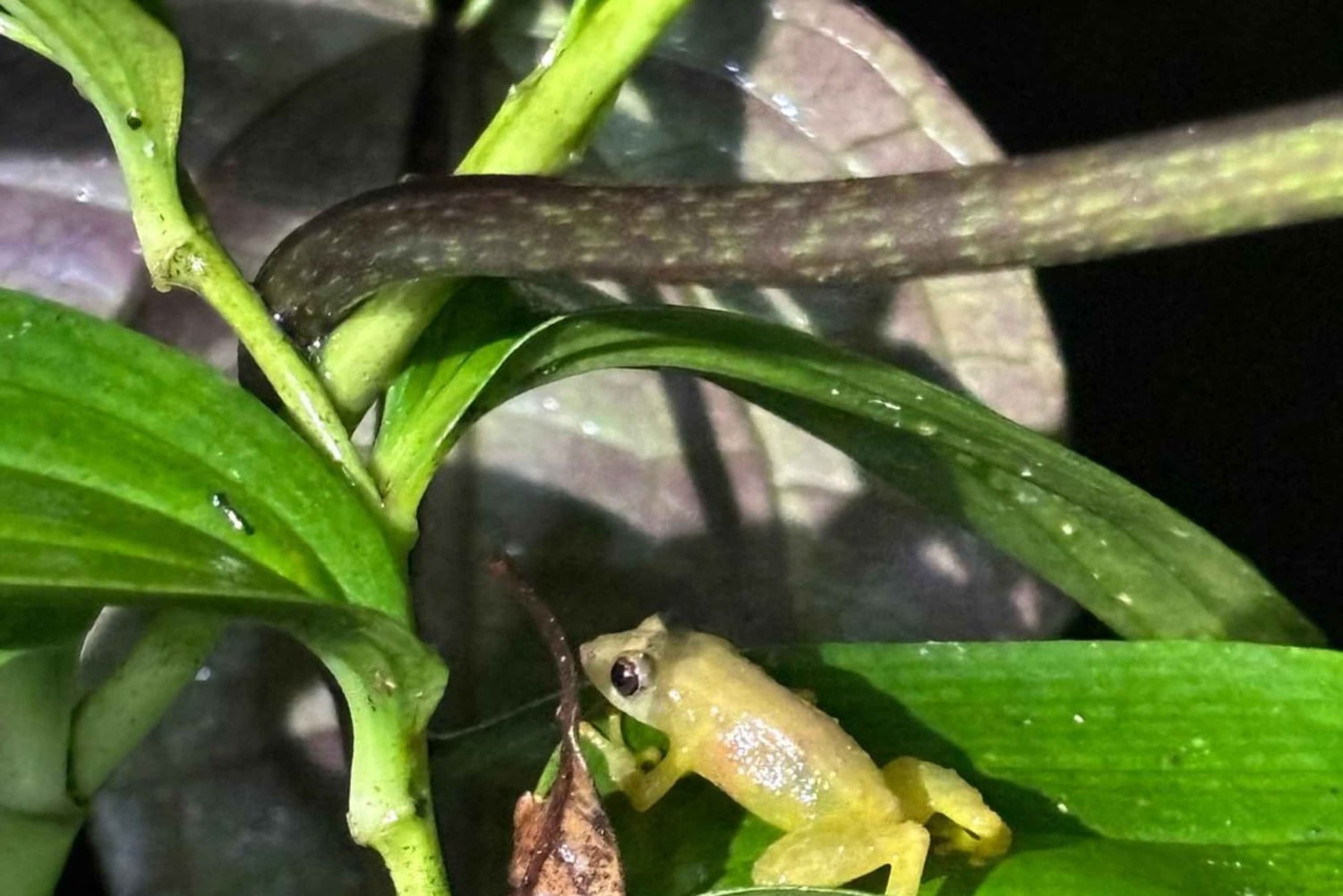 Monteverde: Natuurwandeling in Curicancha Reservaat