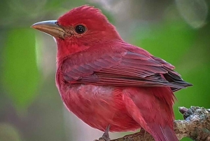 Monteverde: Nature walk in Curicancha Reserve