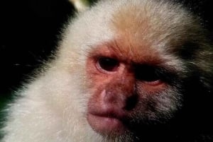 Monteverde: Natuurwandeling in Curicancha Reservaat