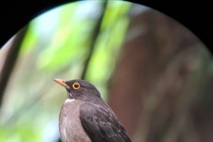 Monteverde: Natuurwandeling in Curicancha Reservaat