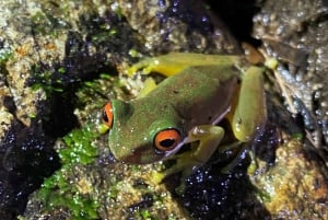 Monteverde: Night Tour in the Tropical Forest