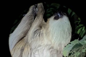 Monteverde: Yökierros trooppisessa metsässä