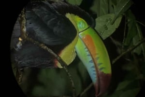Monteverde: Passeio noturno na floresta tropical
