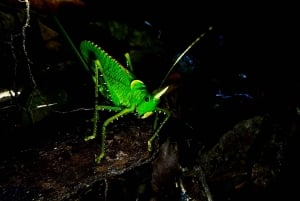 Monteverde : Visite nocturne dans la forêt tropicale