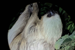 Monteverde: Night Tour in the Tropical Forest