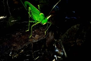 Monteverde: Night Tour in the Tropical Forest