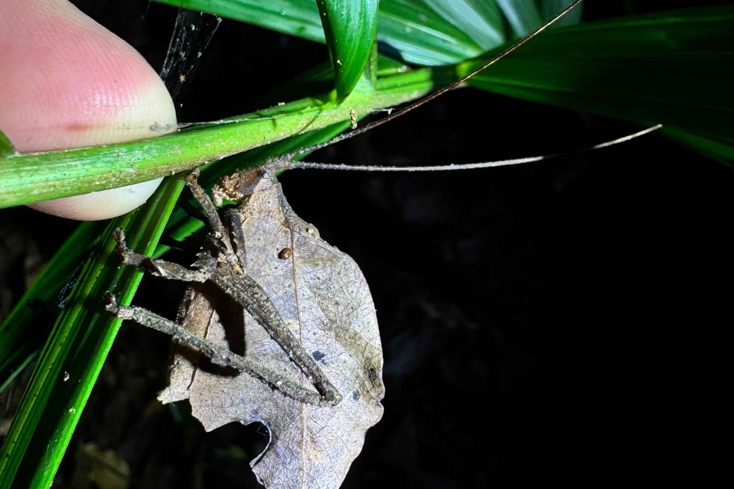 Monteverde: tour notturno con occhiali per la visione notturna