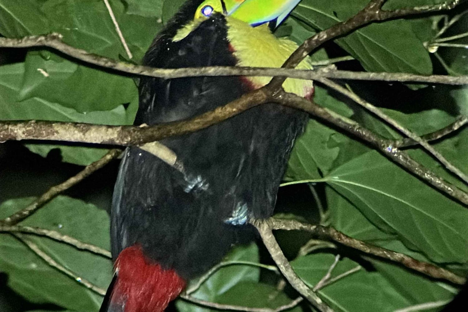 Monteverde: tour notturno con occhiali per la visione notturna