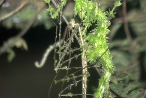 Monteverde: tour notturno con occhiali per la visione notturna