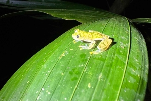 Monteverde: tour notturno con occhiali per la visione notturna