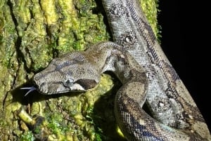 Monteverde: tour notturno con occhiali per la visione notturna
