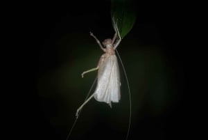 Monteverde: tour notturno con occhiali per la visione notturna