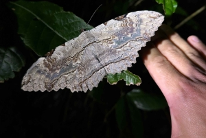 Monteverde: tour notturno con occhiali per la visione notturna