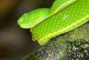 Monteverde: tour notturno con occhiali per la visione notturna