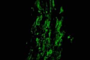 Monteverde: tour notturno con occhiali per la visione notturna