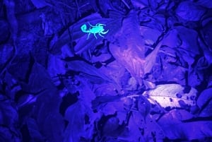 Monteverde: tour notturno con occhiali per la visione notturna