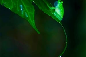 Monteverde: tour notturno con occhiali per la visione notturna