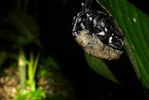 Monteverde: tour notturno con occhiali per la visione notturna