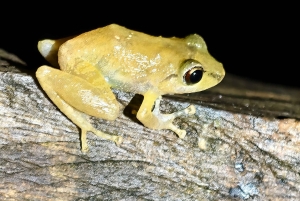 Monteverde: tour notturno con occhiali per la visione notturna