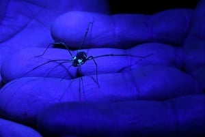 Monteverde: tour notturno con occhiali per la visione notturna