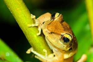 Monteverde: tour notturno con occhiali per la visione notturna