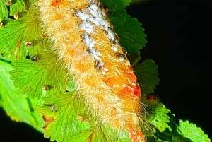 Monteverde: tour notturno con occhiali per la visione notturna