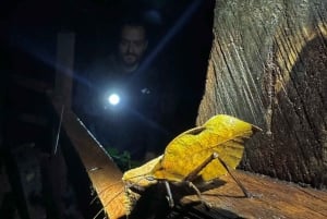 Monteverde: tour notturno con occhiali per la visione notturna