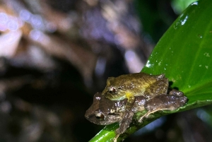 Monteverde: tour notturno con occhiali per la visione notturna