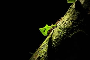 Monteverde: tour notturno con occhiali per la visione notturna