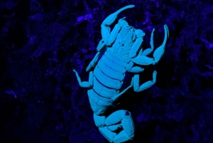 Monteverde: tour notturno con occhiali per la visione notturna