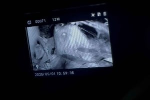 Monteverde: tour notturno con occhiali per la visione notturna