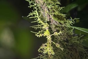 Monteverde Wildlife Refuge Guided Night Walk