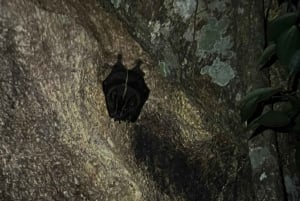 Monteverde Wildlife Refuge Guided Night Walk