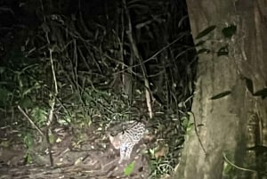 Monteverde Wildlife Refuge Guided Night Walk