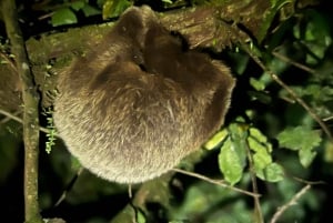 Monteverde Wildlife Refuge Guided Night Walk