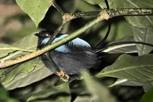 Monteverde Wildlife Refuge Guided Night Walk