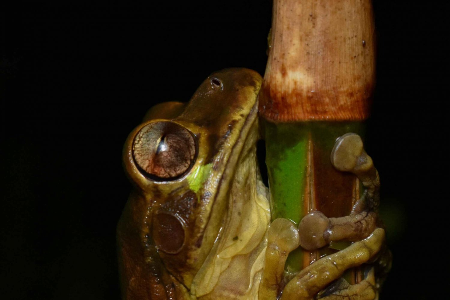 Monteverde: Night Walk in the Magical Forest