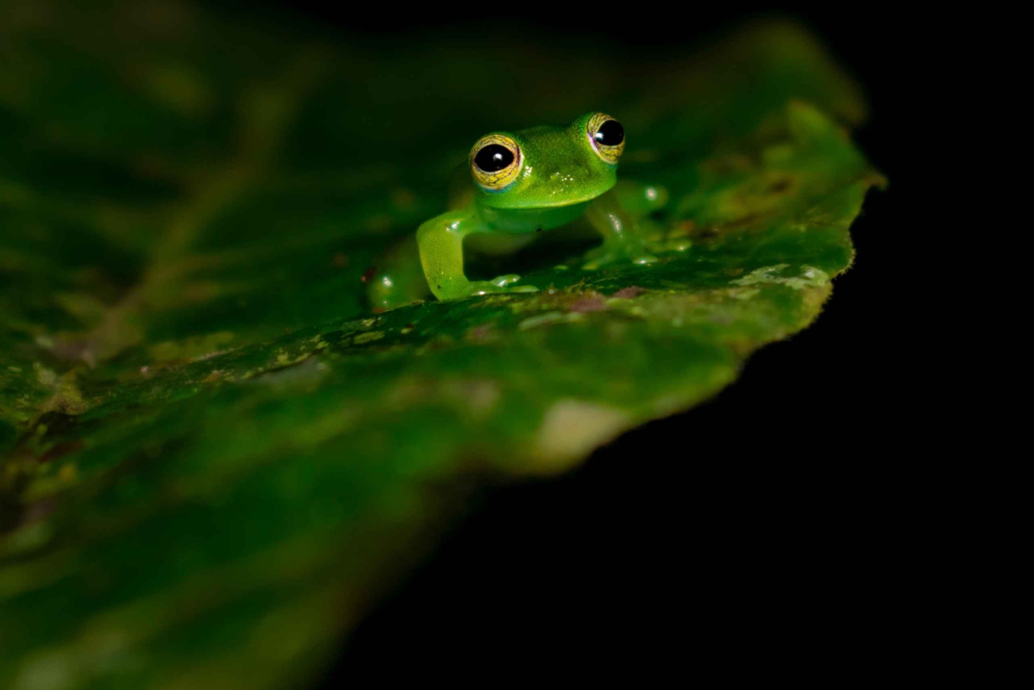 Monteverde: Nattevandring i den magiske skov