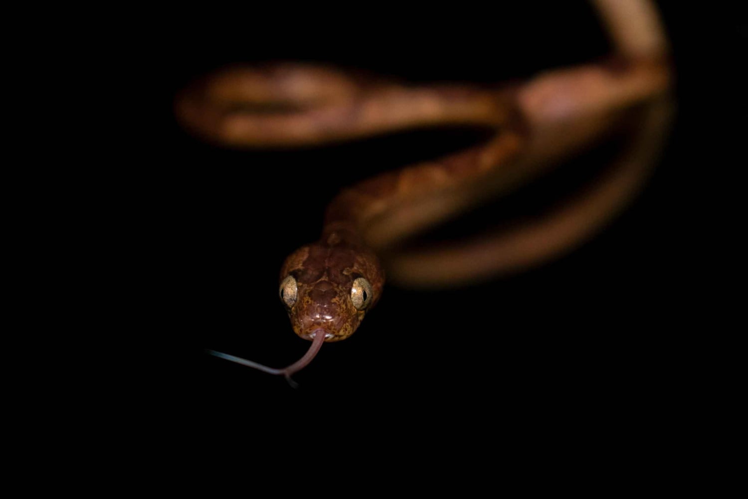 Monteverde: Nattevandring i den magiske skov