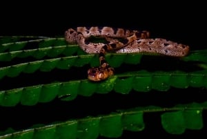 Monteverde: Night Walk in the Magical Forest