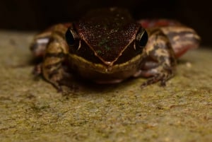 Monteverde: Night Walk in the Magical Forest