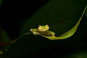 Monteverde: Night Walk in the Magical Forest