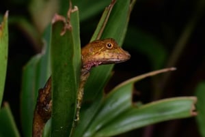 Monteverde: Night Walk in the Magical Forest