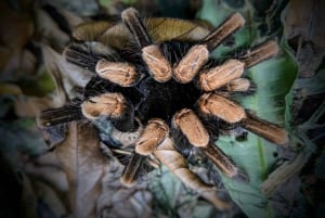 Monteverde: Night Walk in the Magical Forest