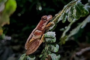 Monteverde: Night Walk in the Magical Forest