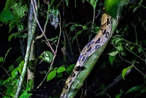 Monteverde: Night Walk in the Magical Forest