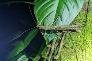 Monteverde: Night Walk in the Magical Forest